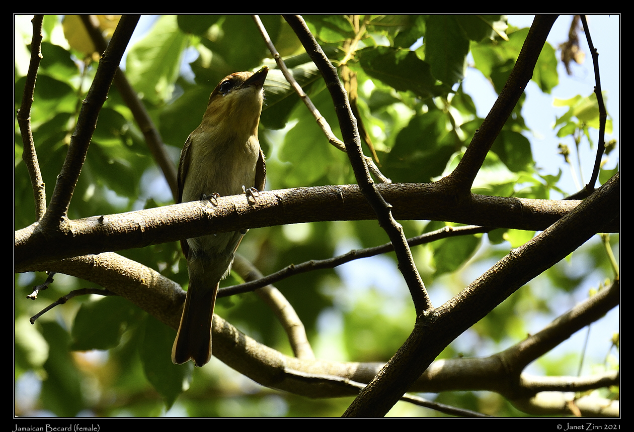 jamaican_becard (female)_JZ8_5366a
